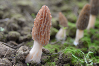 未來羊肚菌產業將何去何從？ ()