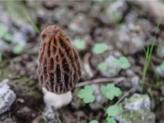 畢節黔西：千畝羊肚菌陸續出菇 帶動農戶穩增收 ()