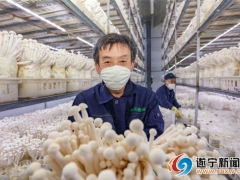 遂寧日產10噸海鮮菇 保障市民“菜籃子” ()