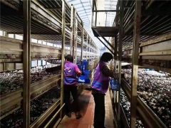 暫停產品出口及給周邊城市供貨，上海金山廊下每天供應上海市場的蘑菇翻三倍！ ()