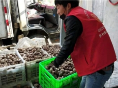 戰“疫”保銷路：社員網小紅帽助柳川溝香菇上行4000斤 ()