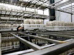 劍河食用菌工廠復產 ()
