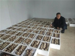 西鄉800畝大球蓋菇因疫情受困急需銷售！ ()