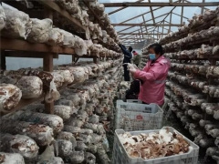 開放香菇市場 發放3000份通行證……慶元打開食用菌生產銷售“新渠道” ()