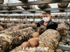 貴州施洞鎮疫情防控不誤生產 26萬棒食用菌穩定出菇！ ()