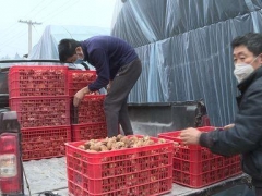 貴州道真縣：有序組織食用菌園區復工復產 ()