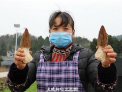 采摘裝籃！畢節黔西中建鄉的羊肚菌豐收 ()