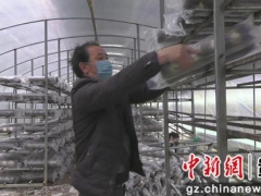 安龍：吹響新市民食用菌生產“集結號” ()