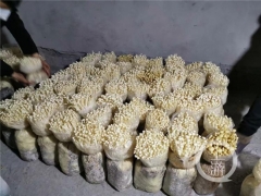 食用菌長勢喜人種植戶卻犯愁 社區為其“量身打造”售賣模式 ()