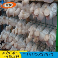 現代化大棚蘑菇出菇架 新式網格養菌架子 平菇出菇架廠家