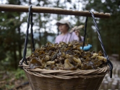 貴州從江：食用菌產業復工復產助力脫貧 ()