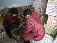 急！行唐2萬斤香菇滯銷，急盼援手相助 ()