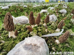 羊肚菌基地來了“智囊團”——貴州省農科院牽手黔西縣譜寫產業調整富民謠 ()
