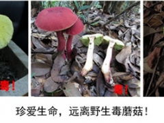 預防野生蘑菇中毒的消費提示 ()