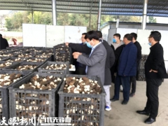 貴州省農科院羊肚菌高產示范 大面積畝產393.2公斤 ()