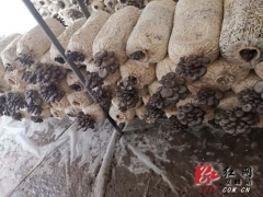 信息化助農行動｜雙峰 1500斤平菇仍無銷路 ()