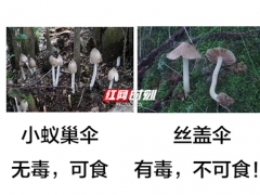 又到了野生蘑菇瘋長的季節 對比圖來啦！ ()