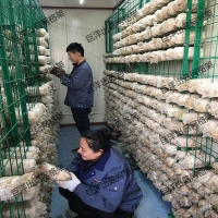 大棚養殖蘑菇架 食用菌栽培架 猴頭菇出菇網格