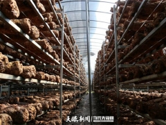 “菇”足錢包 “菇”舞人心 赫章縣食用菌產業“一箭三雕”式發展 ()