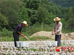 甘肅徽縣：食用菌產業產值將達到1億元 ()