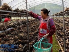 重慶云陽：香菇基地生產忙 帶動當地村民增收 ()