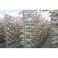 食用菌網架網格a食用菌網架網格a食用菌網架網格廠家現貨海南