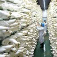 食用菌網架網格a河北食用菌網架網格a食用菌網架網格生產廠家