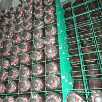 食用菌養菌架a深圳食用菌養菌架a食用菌養菌架現貨廠家