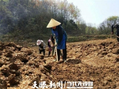 大方：天麻產業正成為群眾致富“良方” ()