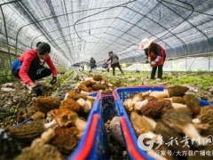 貴州大方：食用菌產業奏響脫貧成效鞏固強音 ()