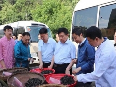 跨越千里“牽手”院士，科技造就“最強”柞水木耳 ()