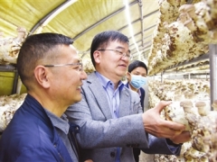 搶抓時節上市！武義工廠化生產的有機香菇出菇 ()