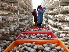 河北平泉：食用菌產業助脫貧 ()