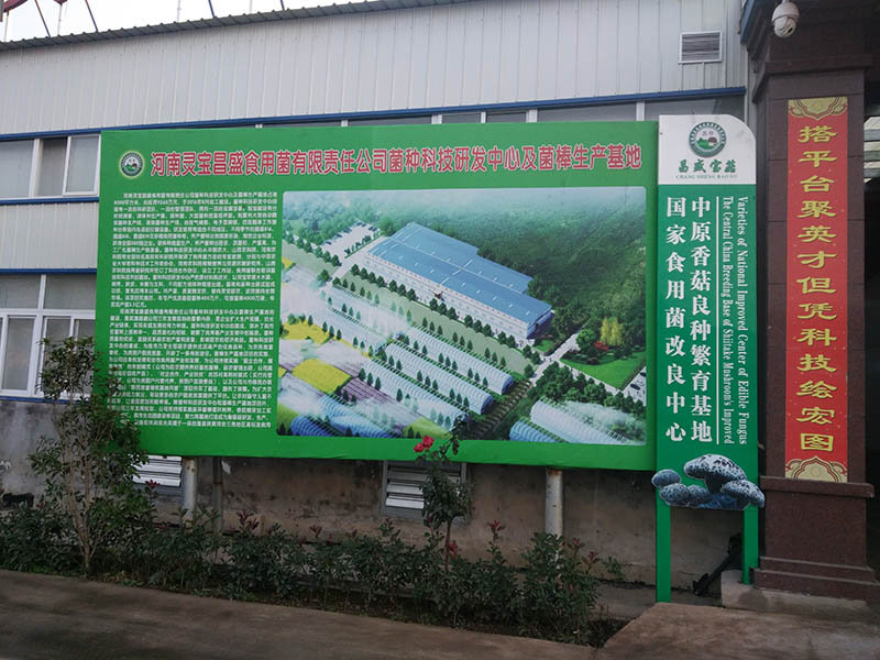 菌棒，種食用菌改良圖片小