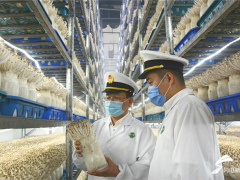 德州食用菌首次出口打開東盟市場 首批15噸食用菌發往泰國 ()