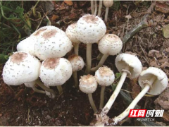 路邊的蘑菇不要采，小心中毒！ ()