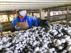 上海金山廊下打造“蘑菇小鎮”，受益農戶利潤大漲 ()