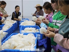 納雍縣：小小食用菌撐起10億元大產業 ()