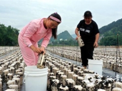 “菇”舞人心，這里的黑木耳開采了 ()
