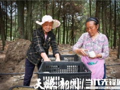 千畝大球蓋菇開始種植！紫云千畝林下仿野生菌項目持續推進 ()
