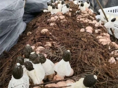 「產業扶貧」晴隆聯盟社區100噸林下紅托竹蓀即將投產開始預售 ()