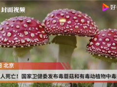 已造成6人死亡！國家衛健委發布毒蘑菇和有毒動植物中毒提示 ()