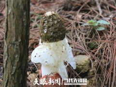 劍河：科技助推產業革新 珍稀食用菌迎來新突破 ()