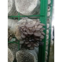 出菇房網格架 浩璟實體廠家