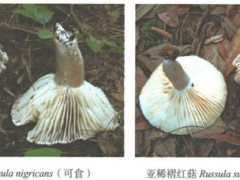 野生菌“殺人”事件！云南近90%的野生菌死亡病例是誤食這兩種菌 ()