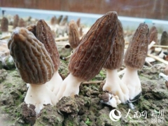 成都金堂羊肚菌奪“一鎮一品”傳媒大獎地標性農產品獲肯定 ()
