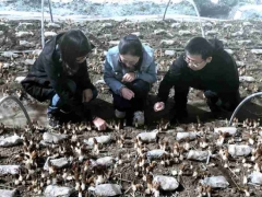 上海援青十年 上海食用菌專家在高原種出1500元一斤的羊肚菌！“土專家” “田秀才”正在涌現 ()