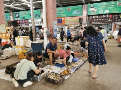 云南野生菌大量上市 售價大幅下降 ()