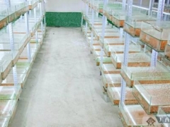 廣西橫縣：研發蠶蛹蟲草 拓伸產業致富鏈條 ()