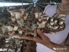 推農品 促增收 | 急急急！伊旗扶貧香菇滯銷，急需您伸出援手! ()